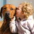 Senna onze Rhodesian Ridgeback Senna onze Rhodesian Ridgeback