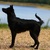 Chien Noble, Perro sin pelo del Perú