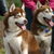 Siberische Husky