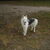 Siberische Husky Siberische Husky