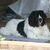 Landseer
