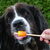 Landseer