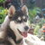 Siberische Husky Siberische Husky