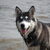 Siberische Husky