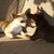 chihuahuakennel from chi girls only chihuahuakennel from chi girls only