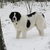 Landseer