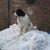 Landseer