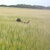 Chesapeake Bay Retriever