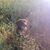 Chesapeake Bay Retriever