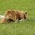 Border Collie Kennel Purple Mountains Border Collie Kennel Purple Mountains