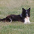 Border Collie Kennel Purple Mountains Border Collie Kennel Purple Mountains