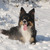 Border Collie Kennel Purple Mountains Border Collie Kennel Purple Mountains