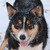 Border Collie Kennel Purple Mountains Border Collie Kennel Purple Mountains
