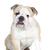 BRODUKE ENGLISH BULLDOGS BRODUKE ENGLISH BULLDOGS