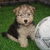 Lakeland Terrier Lakeland Terrier