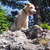 Lakeland Terrier Lakeland Terrier