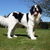 Landseer
