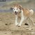 Siberische Husky Siberische Husky