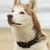 Siberische Husky Siberische Husky