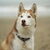 Siberische Husky Siberische Husky