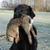Flat Coated Retriever