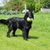 Flat Coated Retriever Flat Coated Retriever