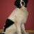 Landseer