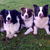 Border Collies van't Rublisiehof Border Collies van't Rublisiehof