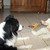 Border Collies van't Rublisiehof Border Collies van't Rublisiehof