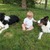 Border Collies van't Rublisiehof Border Collies van't Rublisiehof