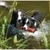 Border Collies van't Rublisiehof Border Collies van't Rublisiehof