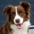 Border Collies van't Rublisiehof Border Collies van't Rublisiehof