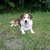 Border Collies van't Rublisiehof Border Collies van't Rublisiehof