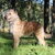 Laekense Herder Laekense Herder