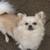 Chihuahuakennel van Guldemond Chihuahuakennel van Guldemond
