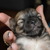 Chihuahuakennel van Guldemond Chihuahuakennel van Guldemond