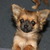Chihuahuakennel van Guldemond Chihuahuakennel van Guldemond