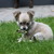 Chihuahuakennel van Guldemond Chihuahuakennel van Guldemond