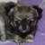 Chihuahuakennel van Guldemond Chihuahuakennel van Guldemond