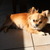 Chihuahuakennel van Guldemond Chihuahuakennel van Guldemond