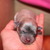 Chihuahuakennel van Guldemond Chihuahuakennel van Guldemond