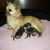 CHIHUAHUAVANDEPONTHOEVE CHIHUAHUAVANDEPONTHOEVE