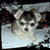 CHIHUAHUAVANDEPONTHOEVE CHIHUAHUAVANDEPONTHOEVE