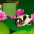 CHIHUAHUAVANDEPONTHOEVE CHIHUAHUAVANDEPONTHOEVE