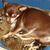 CHIHUAHUAVANDEPONTHOEVE CHIHUAHUAVANDEPONTHOEVE