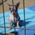 CHIHUAHUAVANDEPONTHOEVE CHIHUAHUAVANDEPONTHOEVE