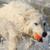 Zwitserse Witte Herder