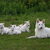 Zwitserse Witte Herder Zwitserse Witte Herder