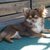 Goedbloeds Bambi Chihuahuas Goedbloeds Bambi Chihuahuas