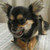 Goedbloeds Bambi Chihuahuas Goedbloeds Bambi Chihuahuas